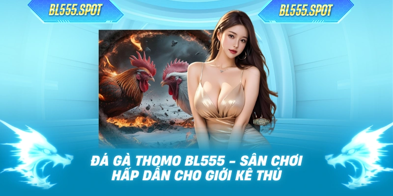 Đá Gà Thomo BL555 - Sân Chơi Hấp Dẫn Cho Giới Kê Thủ